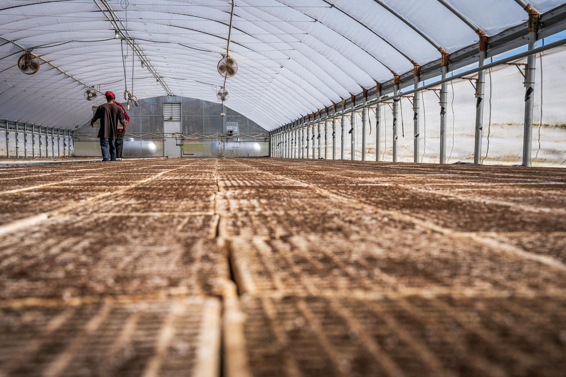 Dwóch pracowników ogląda pustą szklarnię przed uprawą bazylii