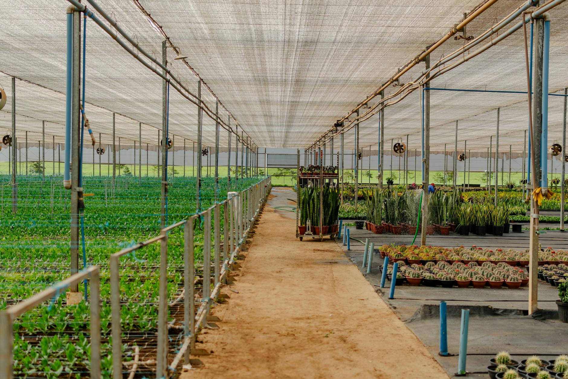 Duża szklarnia z gęsto rosnącymi roślinami uprawowymi