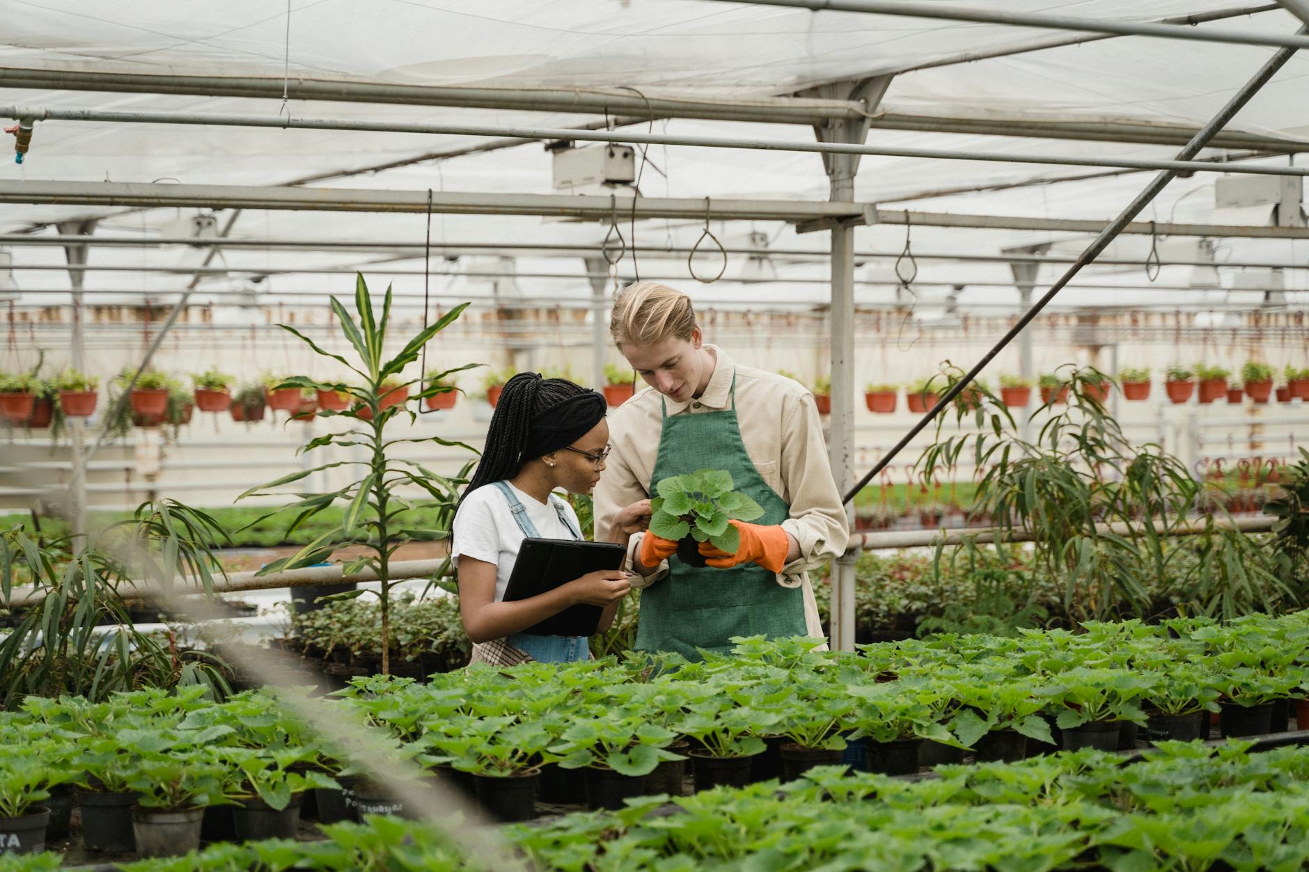 Dwóch ogrodników sprawdza stan roślin w szklarni
