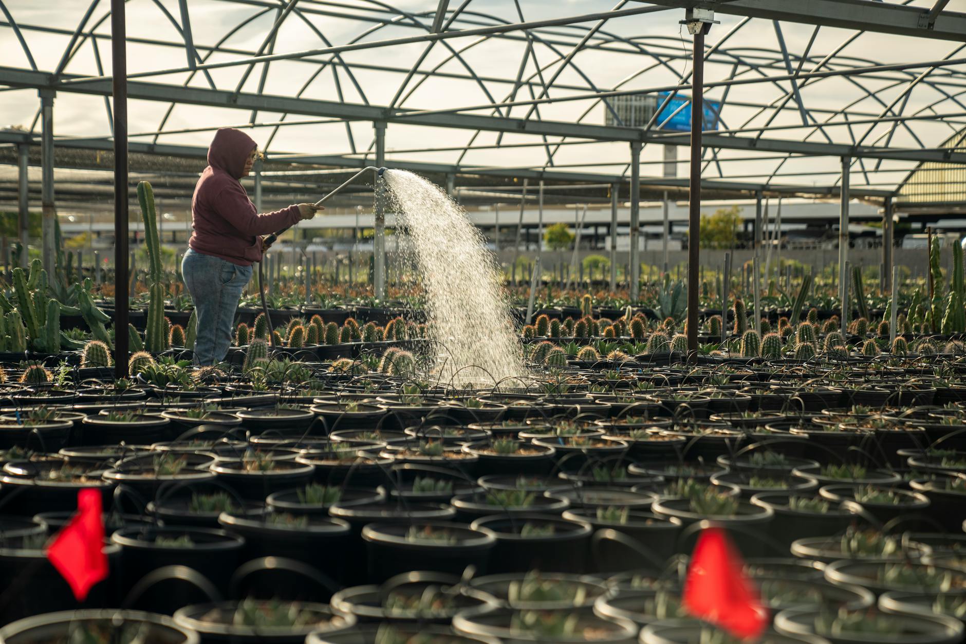 Podlewanie kaktusów w rzędach donic w szklarni
