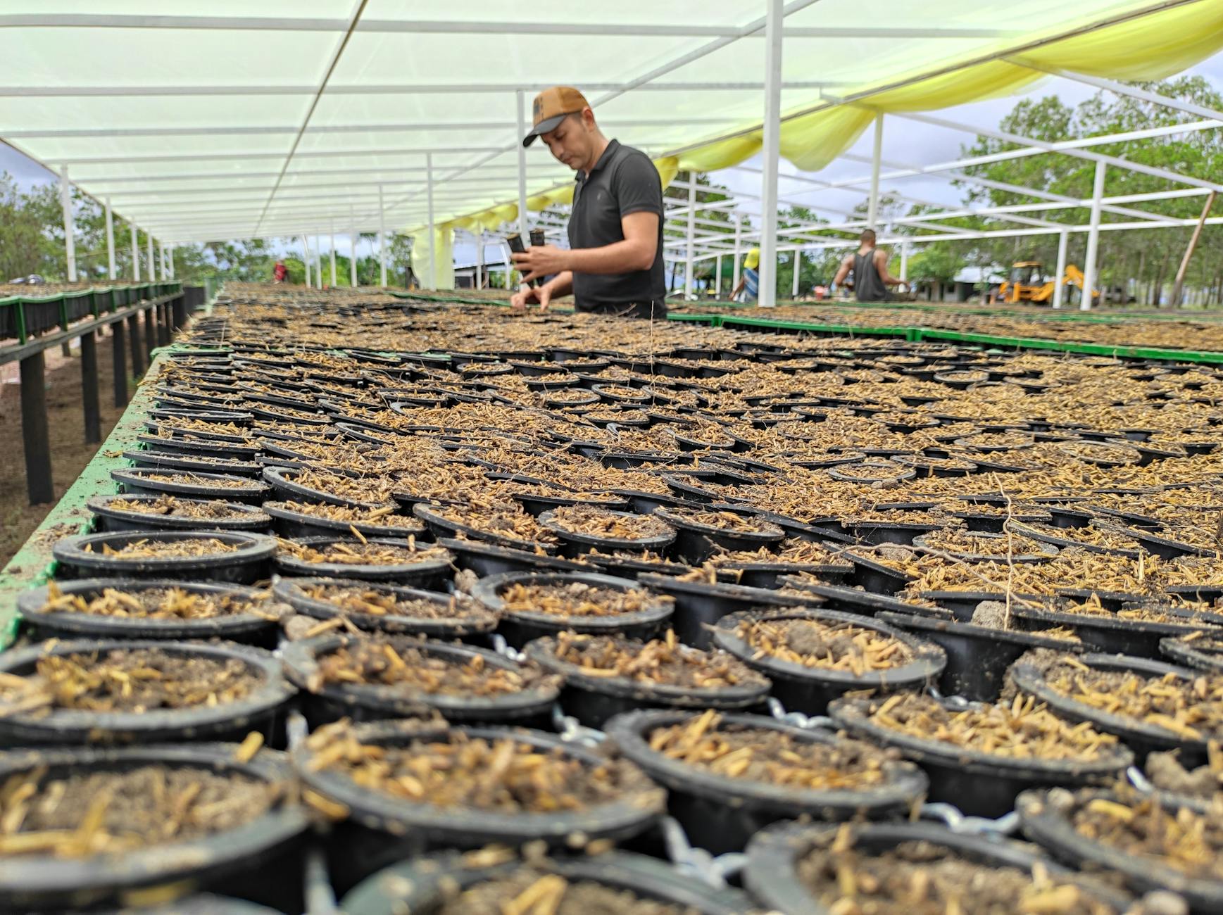 Pracownik dogląda sadzonek w dużej szklarni z systemem nawadniania