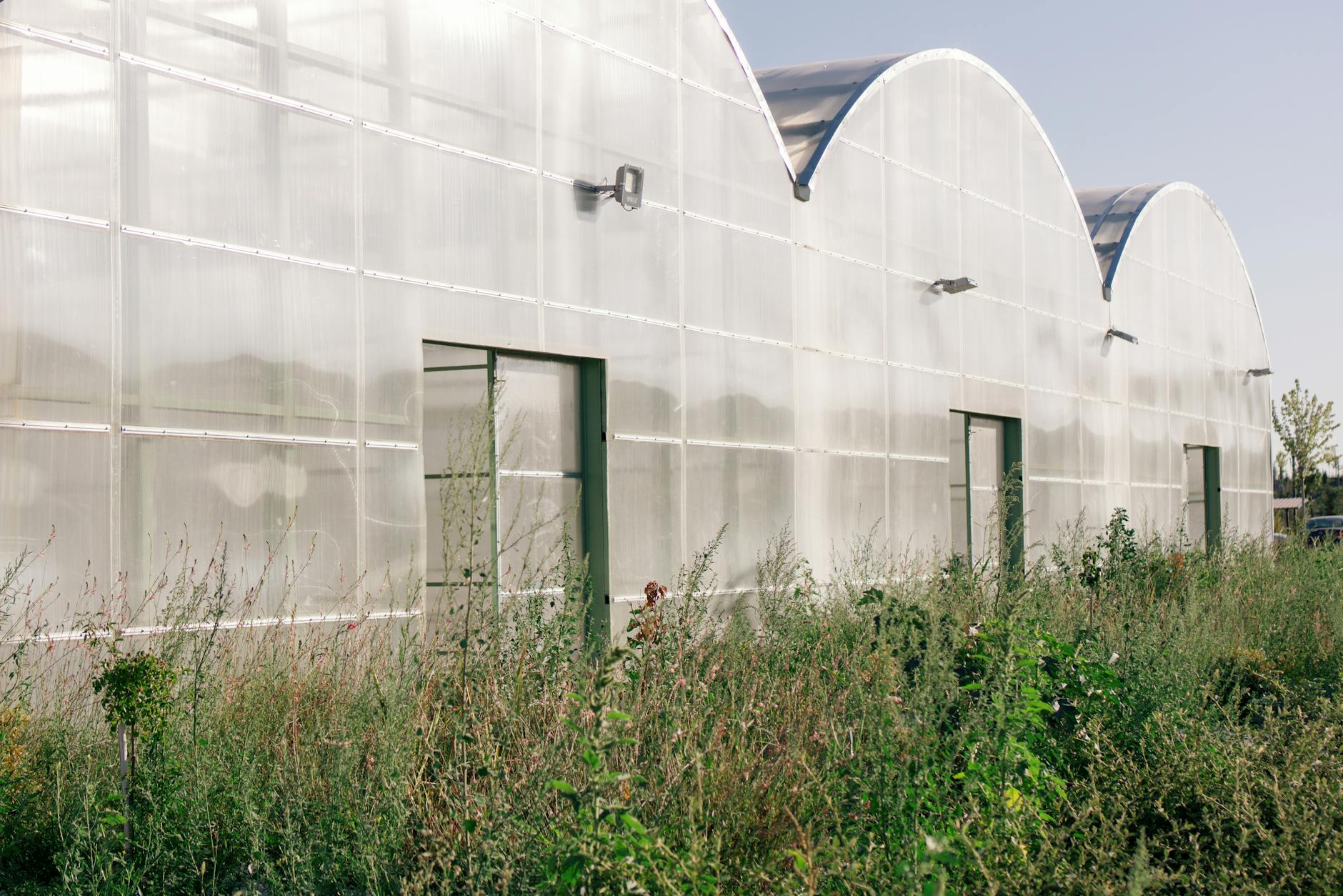 Nowoczesna szklarnia z poliwęglanowymi ścianami wśród dzikiej roślinności
