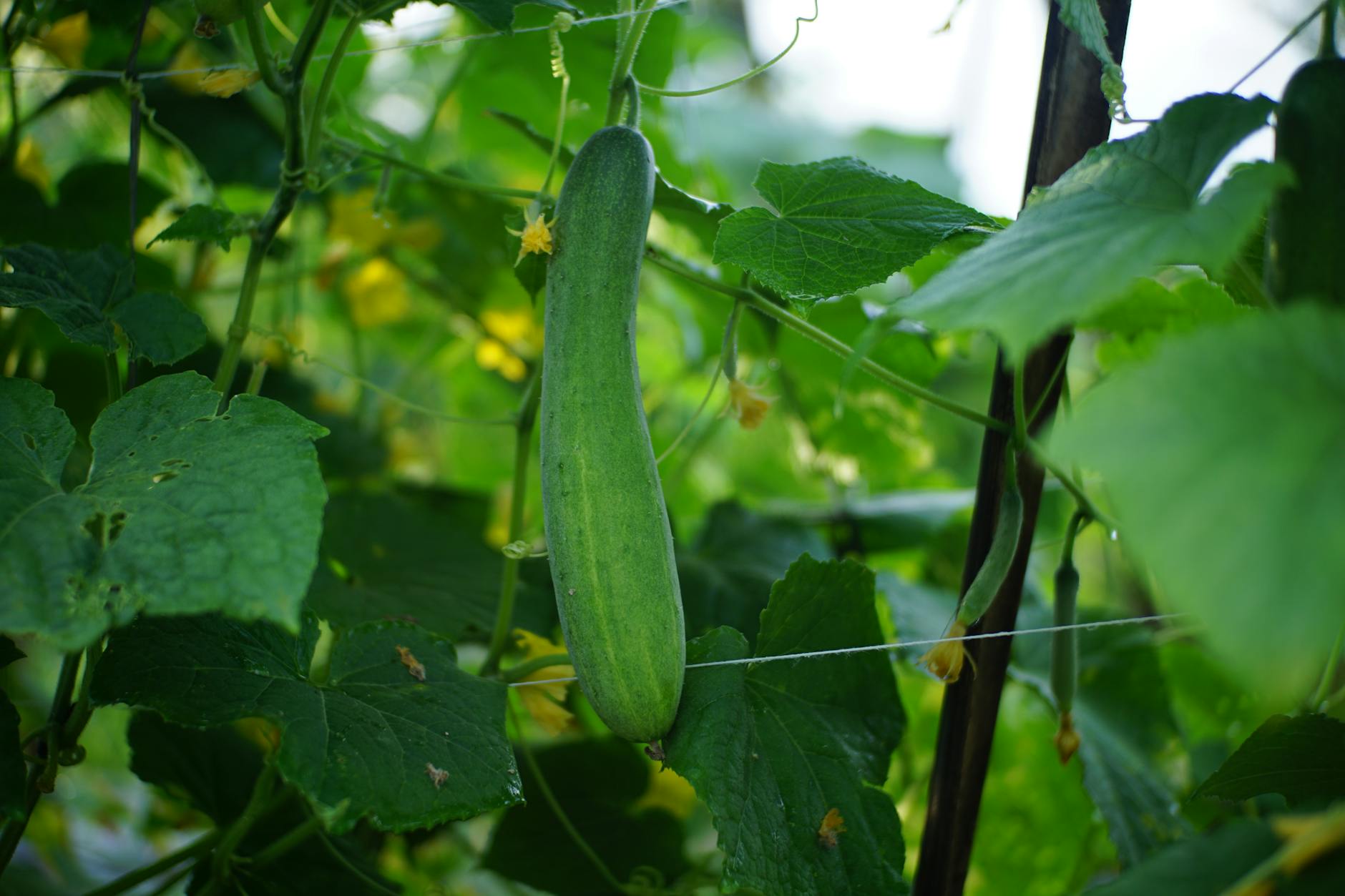 Ogórek dojrzewający na pędzie w szklarni wśród gęstych liści