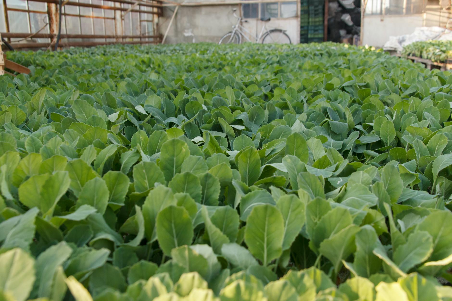 Młode zielone rośliny rosnące gęsto w ogrzewanej szklarni