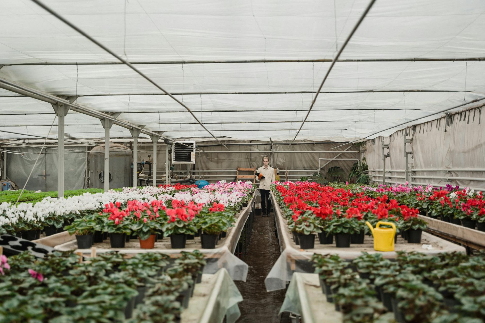 Ogrodnik pielęgnuje kolorowe kwiaty jadalne w szklarni