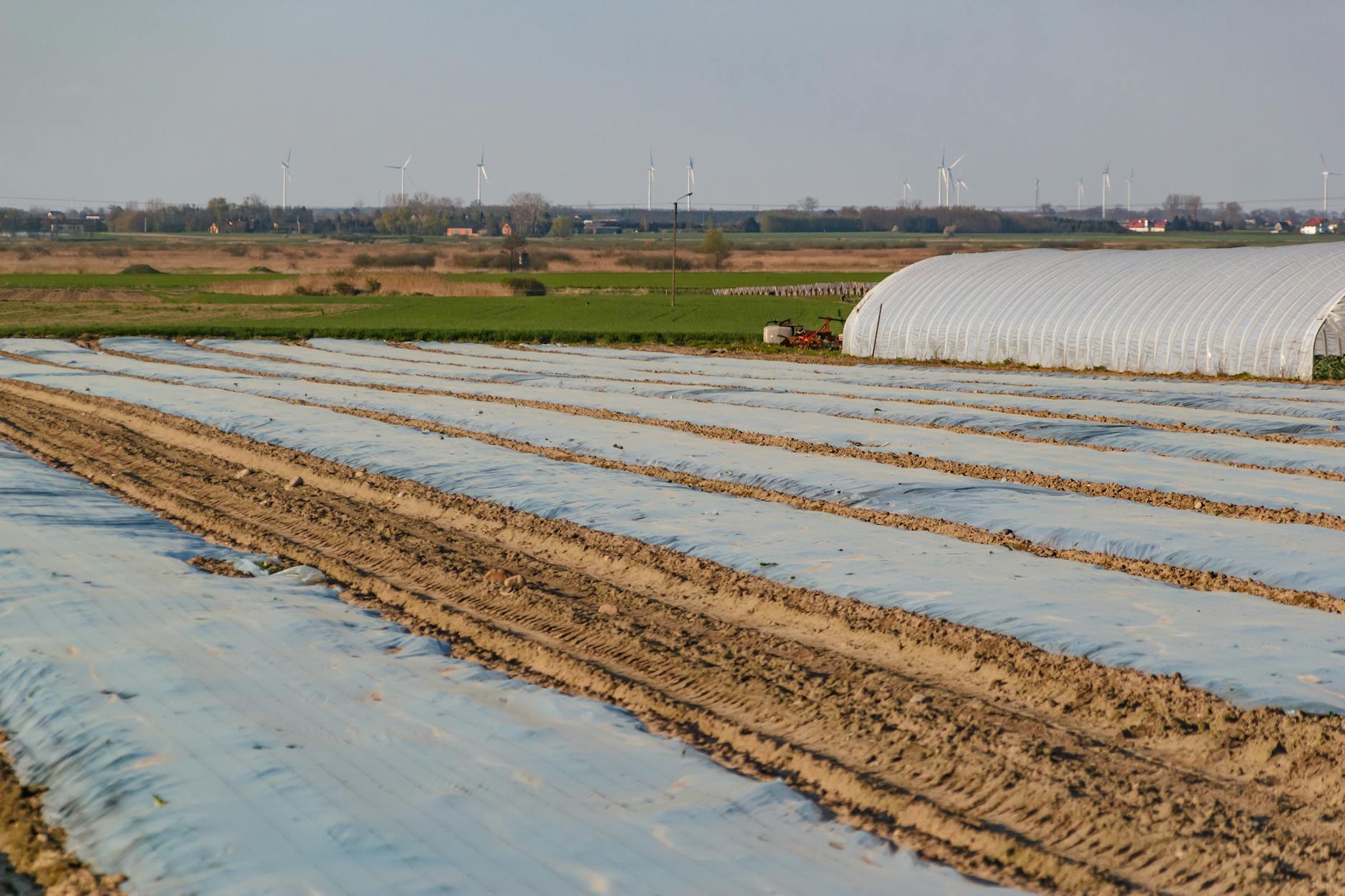 Pole uprawne pod folią z wiatrakami w tle na wietrznym terenie