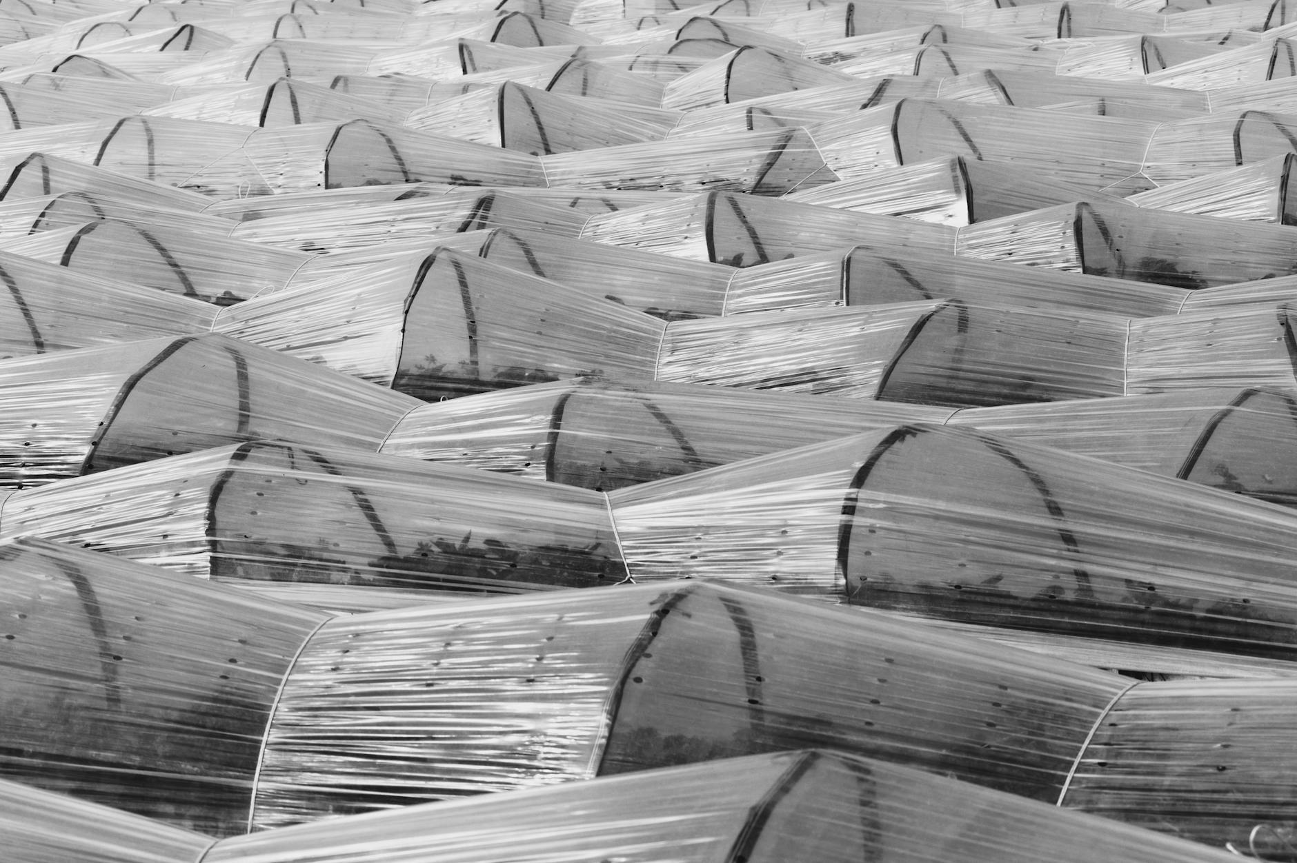 Rzędy niskich tuneli foliowych na polu wczesną wiosną