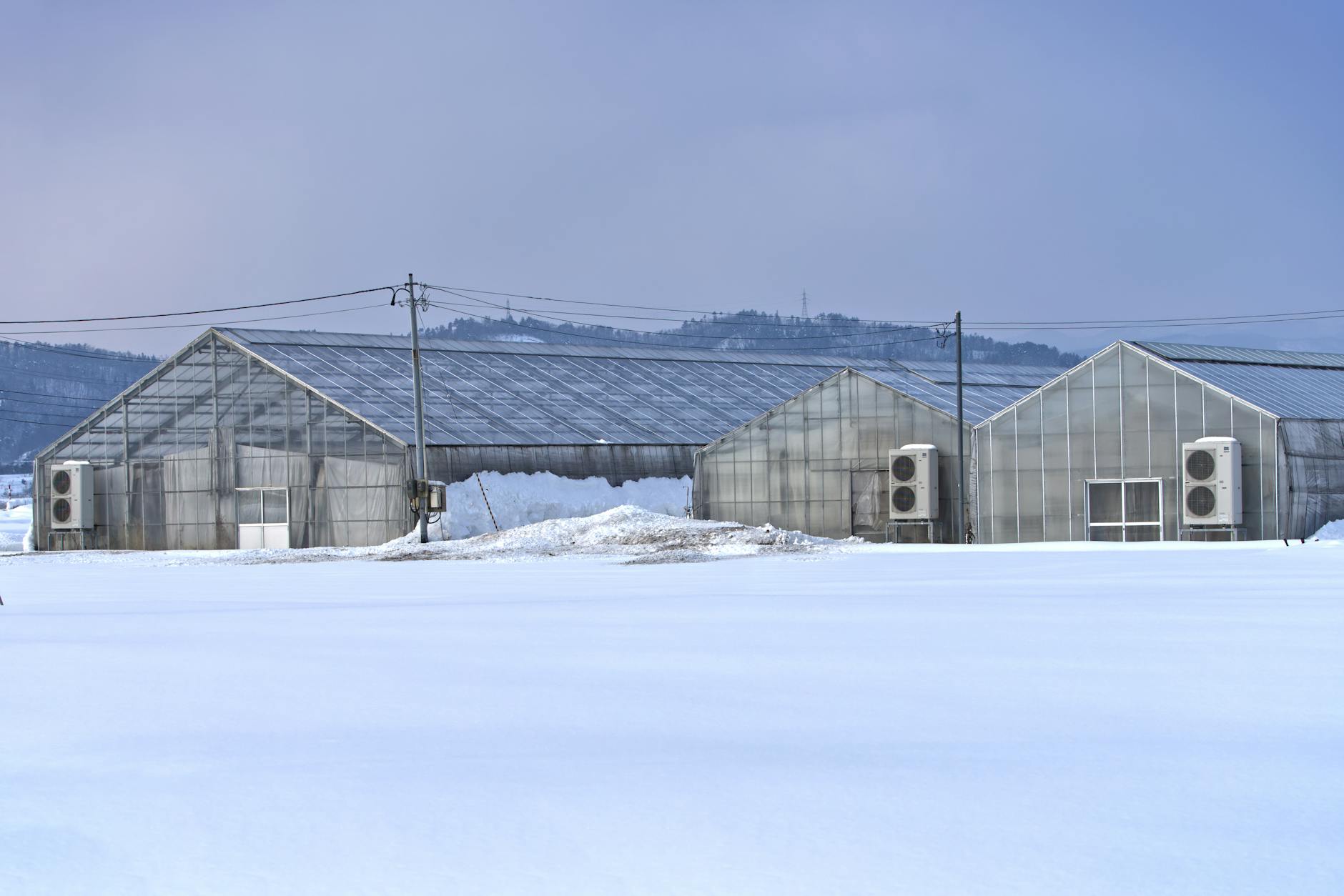 Zimowe szklarnie pod śniegiem na tle błękitnego nieba