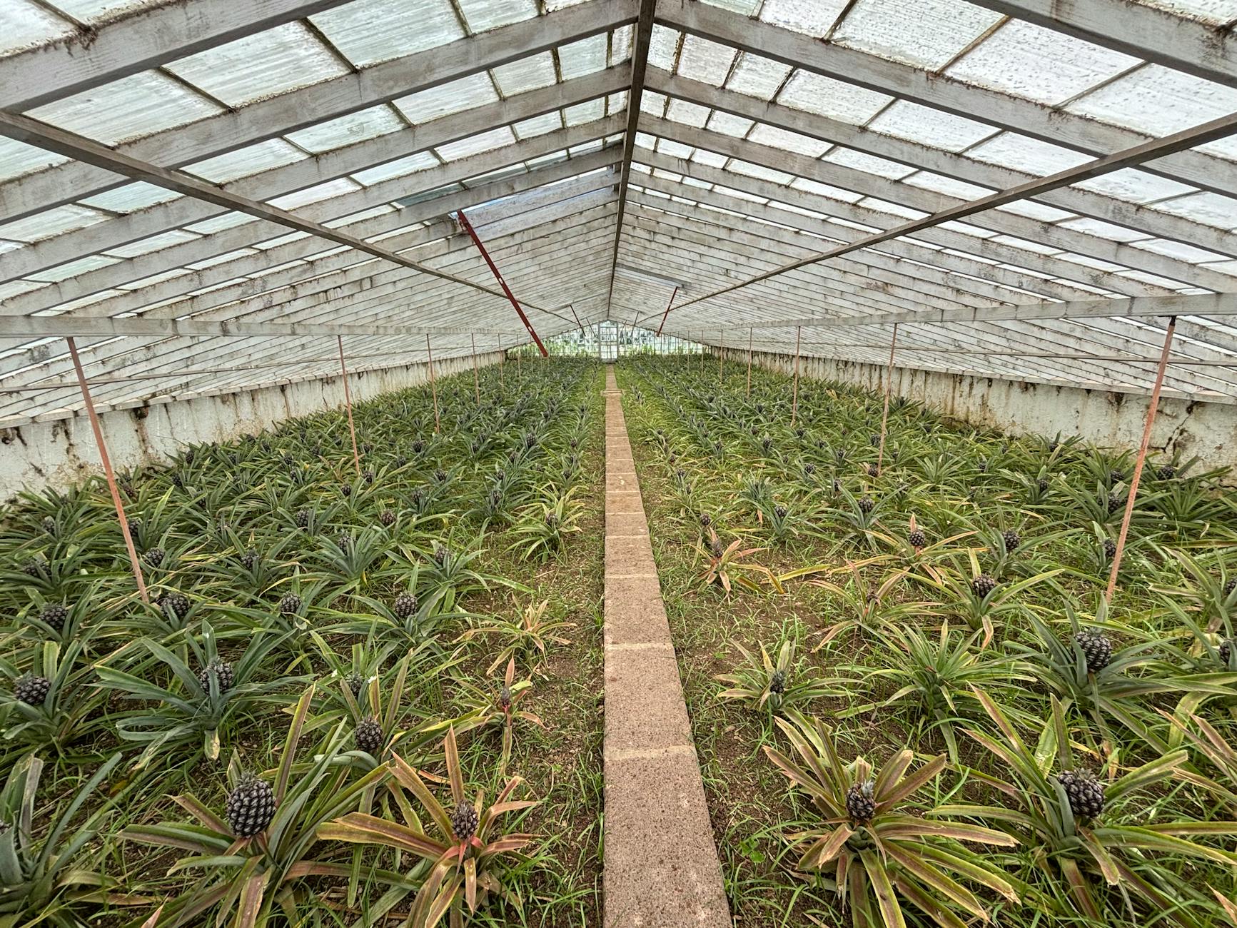 Ananas rosnący w bujnej szklarni w portugalskich Azorach